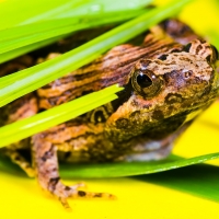 Treefrog