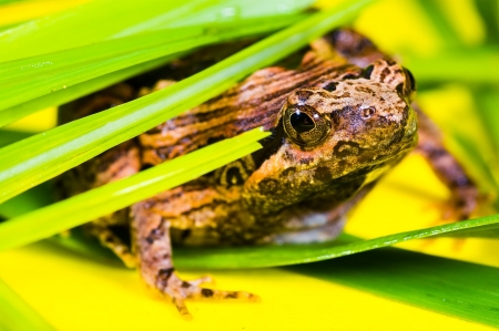 Treefrog - amphibians, animals, frog, toad, green