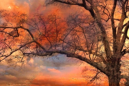 âœ¿âŠ±â€¢â•®Fall Fantasyâ•­â€¢âŠ°âœ¿ - attractions in dreams, autumn, trees, fantasy, creative pre-made, love four seasons, fall, digital art, ethereal, sunsets, colors, surreal