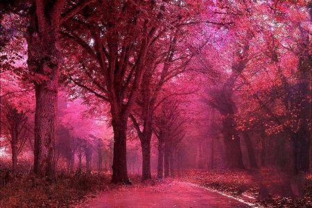 ✿⊱•╮Autumn Woodlands╭•⊰✿ - trees, ethereal, attractions in dreams, woodlands, creative pre-made, digital art, colors, pink, fall, fantasy, nature, autumn, red, surreal, love four seasons