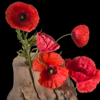 Red Poppies