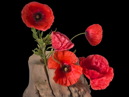 Red Poppies - nature, red, beautiful, flowers, black, contrast, poppy