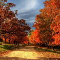 Red Autumn Trees