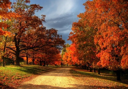 Red Autumn Trees - nature, sky, tree, autumn