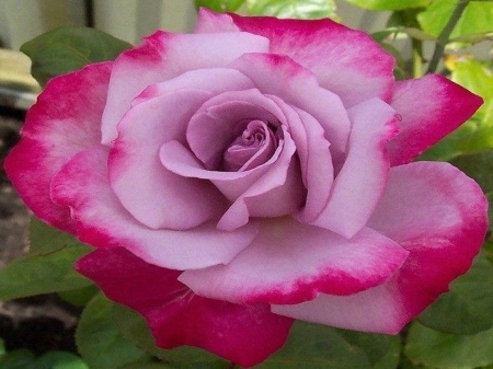 Dual colors - beauty, rose, flower, pink