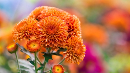 Orange chrysanthemums