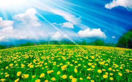 Paradise - field, flower, nature, sky