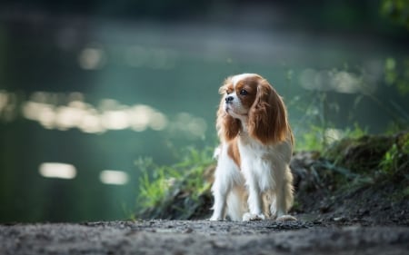 King Charles Spaniel - cute, king charles, dogs, animals