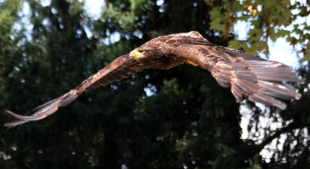 Golden Eagle in Flight - bird, avian, beautiful, photography, photo, raptor, wide screen, eagle, animal, golden, wildlife