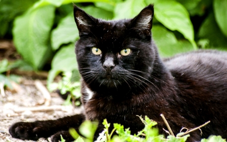 Black Cat  - pets, beautiful, photography, photo, wide screen, black, animal, feline, cats