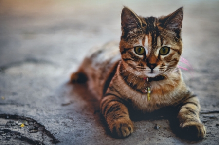 Tabby Kitten  - wide screen, animal, beautiful, photo, pets, cats, kitten, photography, feline, tabby