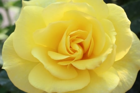 ROSE - flower, yellow, petals, nature