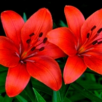 LILLIES