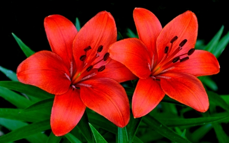 LILLIES - leaves, petals, nature, colors