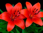 LILLIES