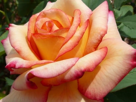 ROSE - NATURE, COLORS, LEAVES, PETALS