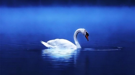 SWAN - wings, water, feathers, waves