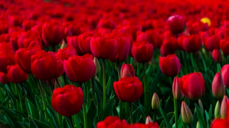 TULIPS - leaves, nature, stems, petals