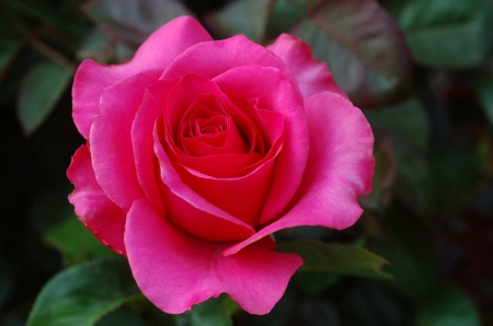 ROSE - leaves, nature, colors, petals