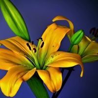 LILLIES