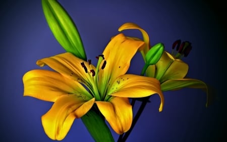 LILLIES - leaves, petals, colors, stem