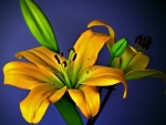 LILLIES