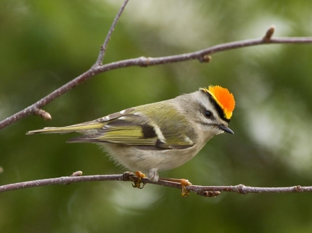 RUBY-CROWNED KINGLET - wings, branches, colors, feathers