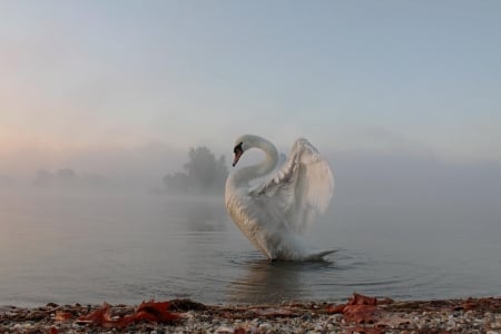 SWAN - wings, water, feathers, waves