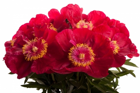 PEONIES - leaves, petals, nature, colors