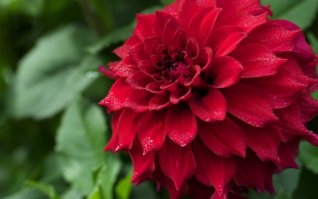 DAHLIA - leaves, petals, nature, colors