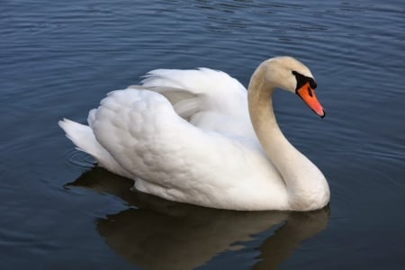 SWAN - wings, water, feathers, waves