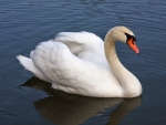 SWAN