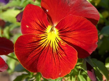 PANSIES - leaves, petals, nature, colors