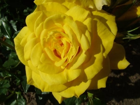 ROSE - leaves, yellow, petals, green