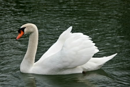 SWAN - wings, water, feathers, waves