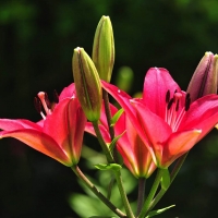 LILLIES