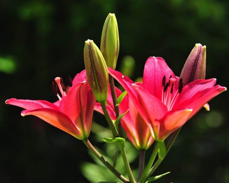 LILLIES - leaves, colors, stems, petals