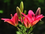 LILLIES