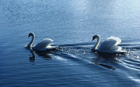 SWANS - wings, water, feathers, waves