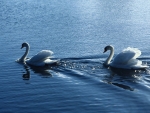 SWANS