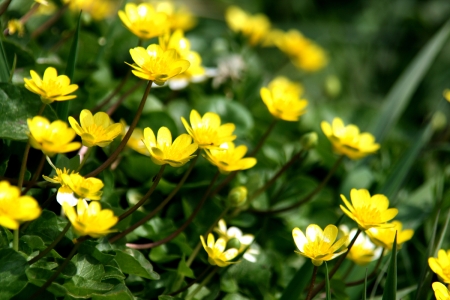 BUTTERCUPS - leaves, nature, stems, petals