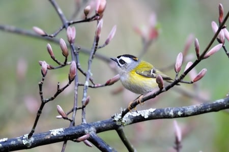 BIRD - wings, branches, colors, feathers