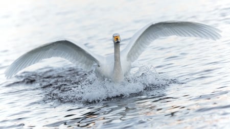 SWAN - wings, water, feathers, splash