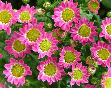 DAISIES - leaves, petals, nature, colors