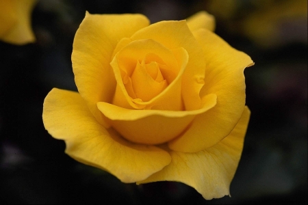 ROSE - leaves, green, yellow, petals