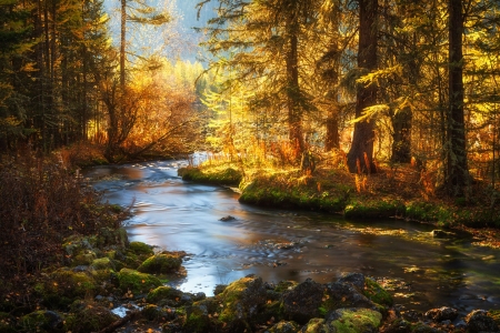 Beautiful River - forest, water, river, valley, beautiful