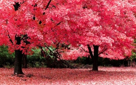 •⊰✿✿⊱• - nature, pink, tree, blossom