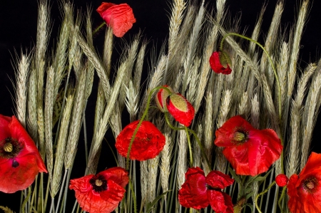 Poppies and Grain - Poopies, Red, Nature, Black, Flowers, Grain