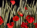 Poppies and Grain