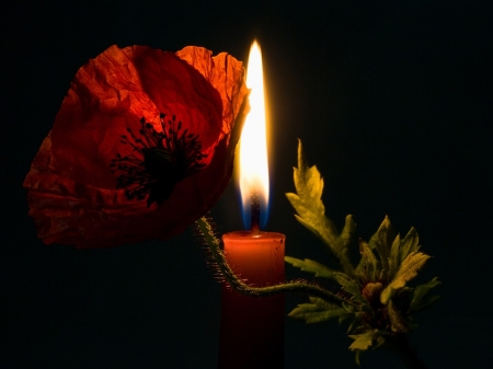 Candle Light - Flame, Light, Red, Black, Candle, Poppy